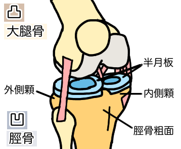 半月板損傷は自然治癒で完治が可能なのか 半月板損傷専門の あきら膝痛整体院 福岡市早良区 西新駅1分 半月板損傷は自然治癒で完治が可能なのか 半月板損傷専門の あきら膝痛整体院 福岡市早良区 西新駅1分