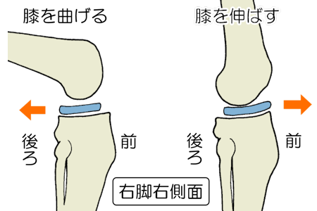 半月板の正常な動き 半月板損傷専門の あきら膝痛整体院 福岡市早良区 西新駅1分